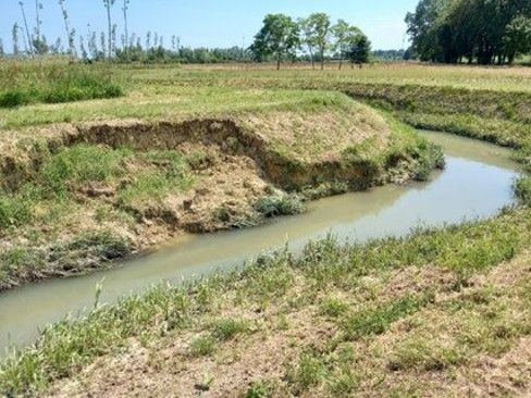 Riparian Vegetation